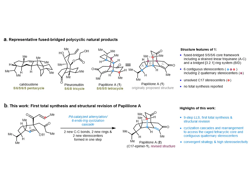 上海交大侯四化課題組JACS發(fā)文：首次全合成多環(huán)二萜Papililone A